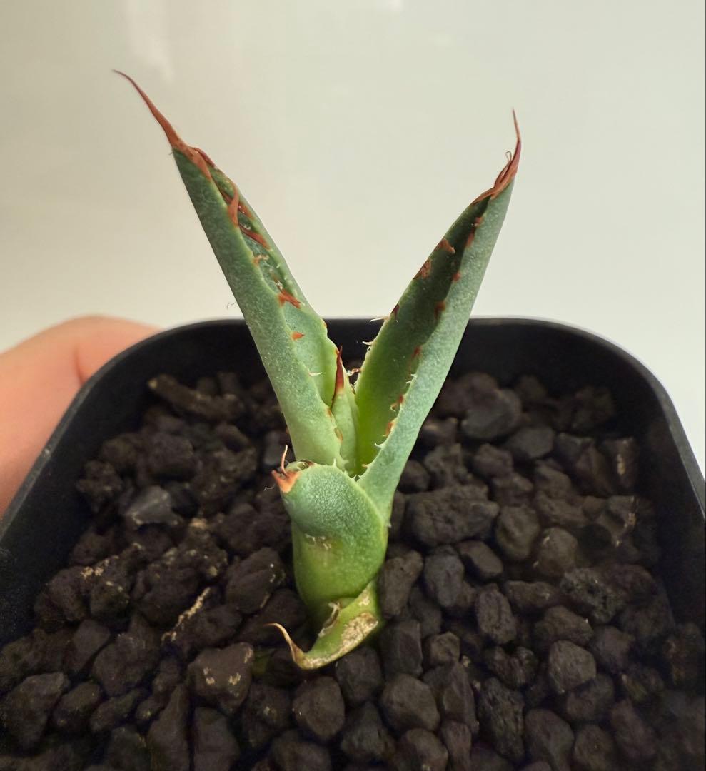 アガベ チタノタ BB × ネバデンシス hyb 子株【強ウネリ・青葉・黒鋸歯】