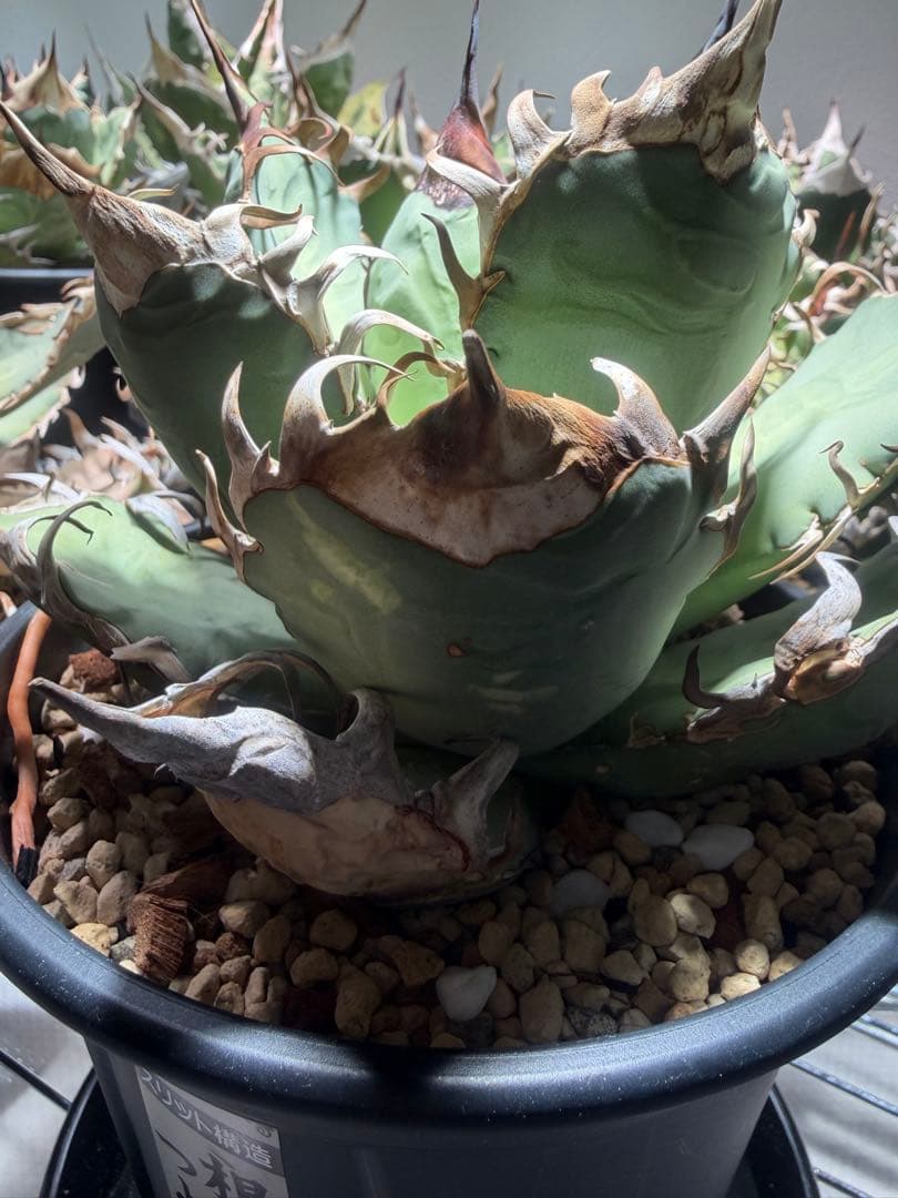 アガベ オアハカ　オテロイ　oaxaca oteroi