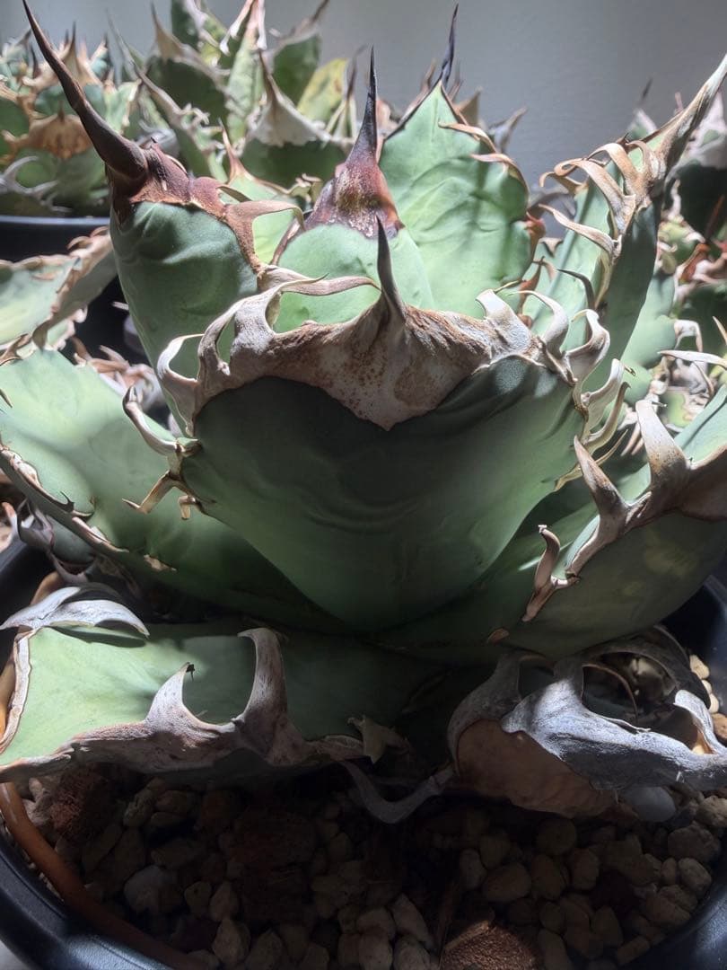 アガベ オアハカ　オテロイ　oaxaca oteroi