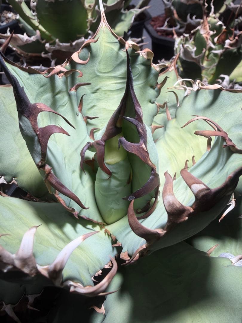 アガベ オアハカ　オテロイ　oaxaca oteroi