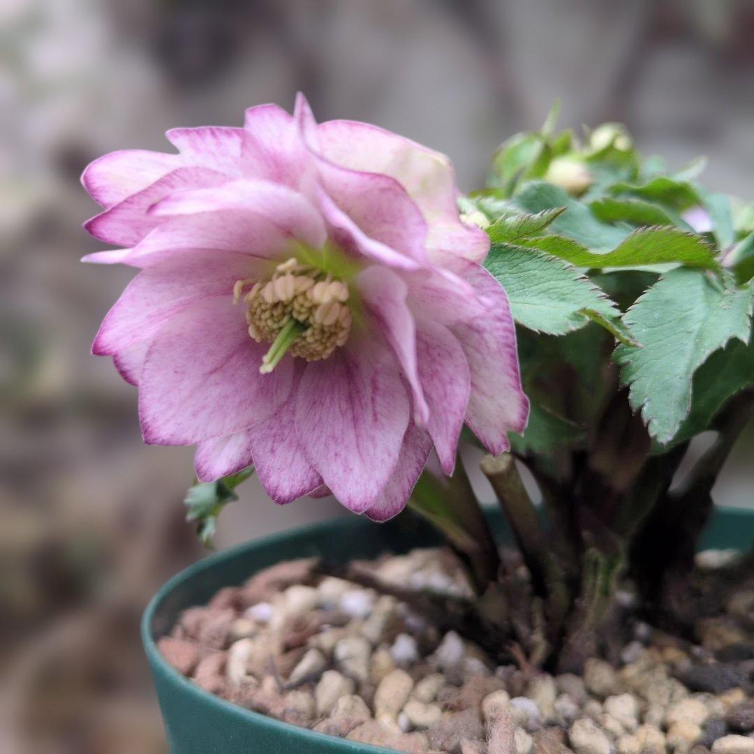 大木ナーセリー❤️ クリスマスローズ❤️ いろは交配❤️