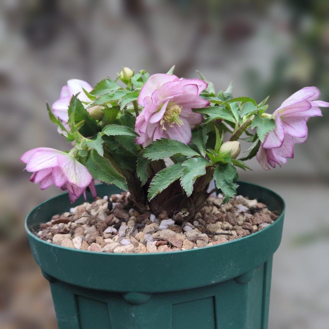 大木ナーセリー❤️ クリスマスローズ❤️ いろは交配❤️