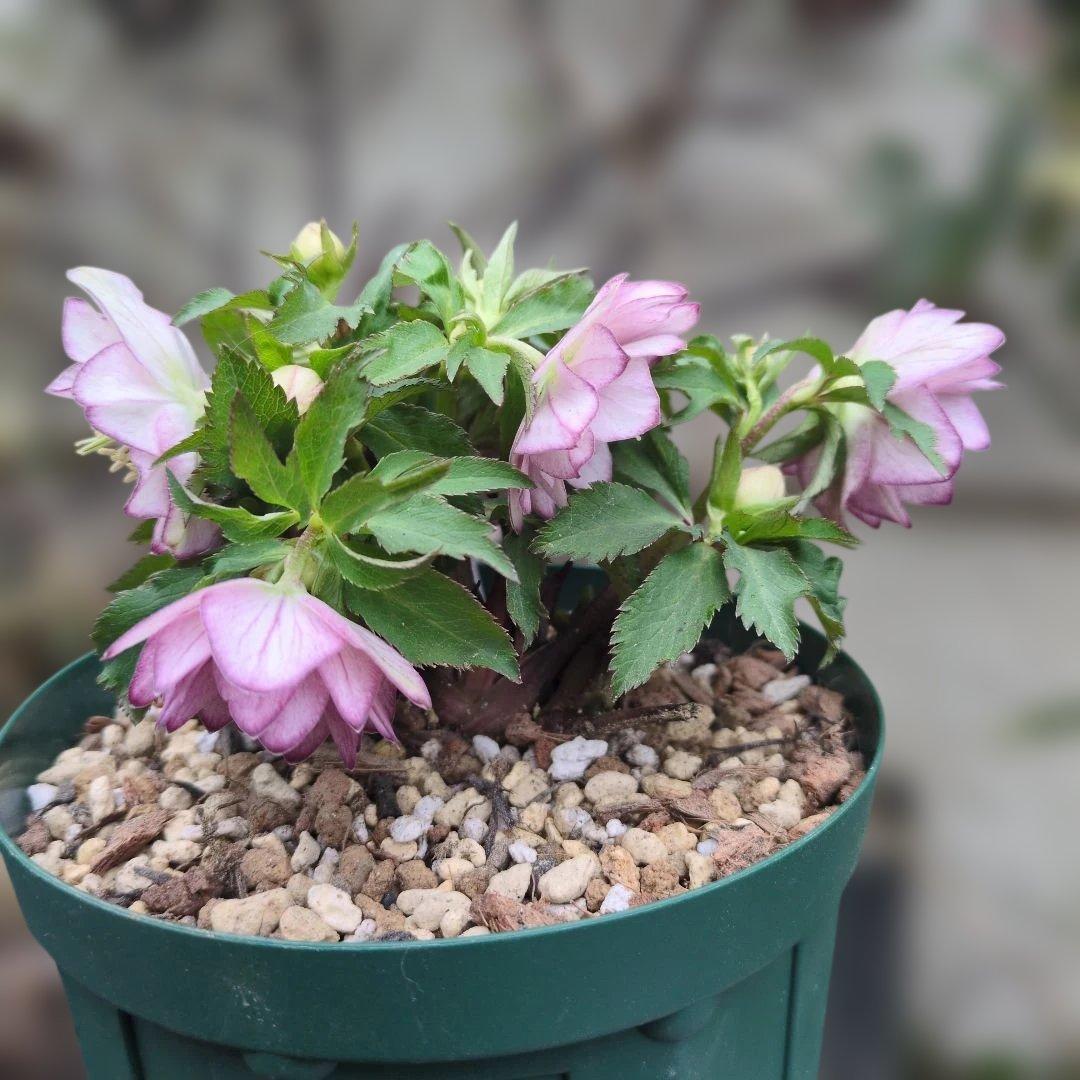 大木ナーセリー❤️ クリスマスローズ❤️ いろは交配❤️