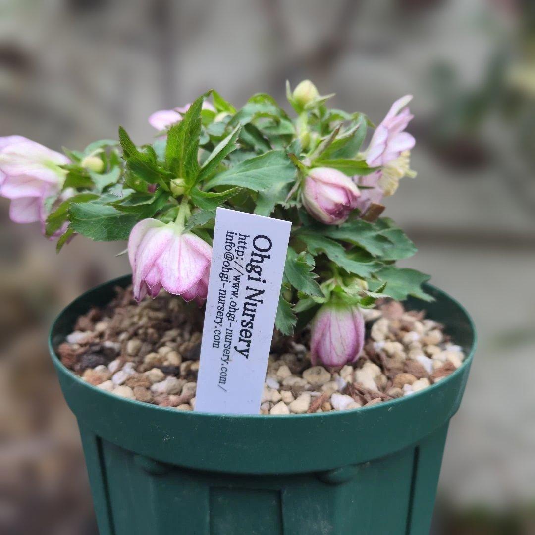 大木ナーセリー❤️ クリスマスローズ❤️ いろは交配❤️