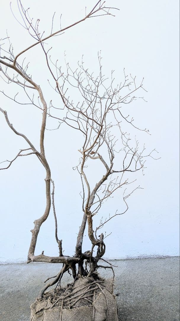 奇跡的。山採りドウダンツツジ。