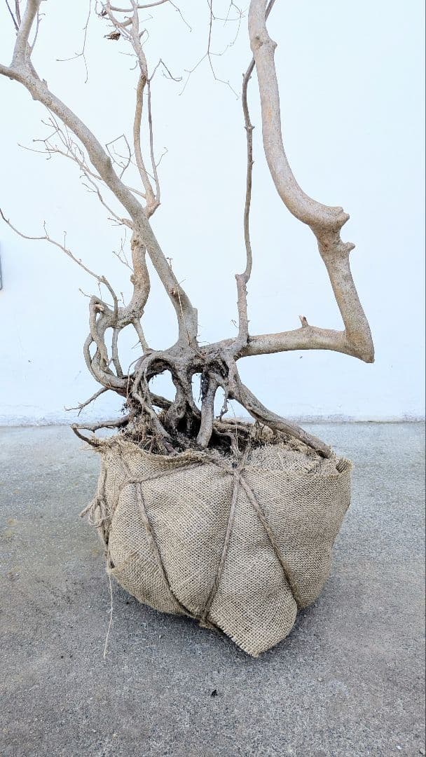 奇跡的。山採りドウダンツツジ。