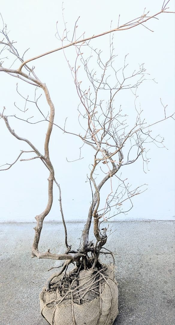 奇跡的。山採りドウダンツツジ。