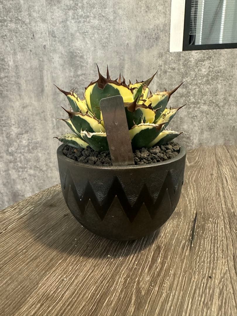 アガベ スナグルトゥース　valiem