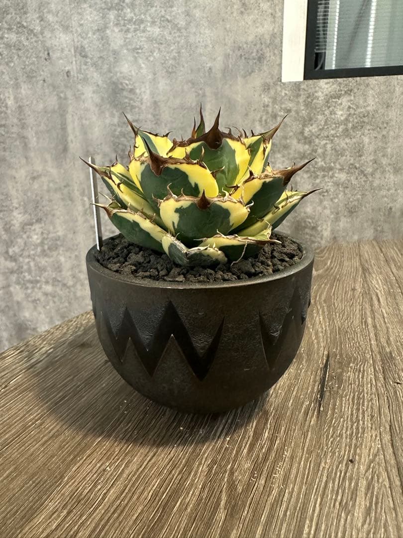 アガベ スナグルトゥース　valiem