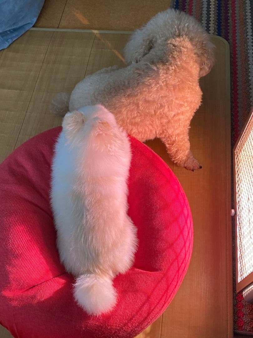 光線治療　サナモアジョイントカーボン１０箱