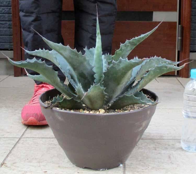 【現品】アガベ　サルミアナ・フェロックス ”ローガン・カルホーン”　10号　７K