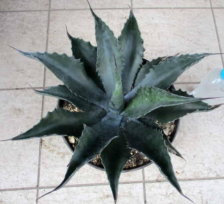 【現品】アガベ　サルミアナ・フェロックス ”ローガン・カルホーン”　10号　７K