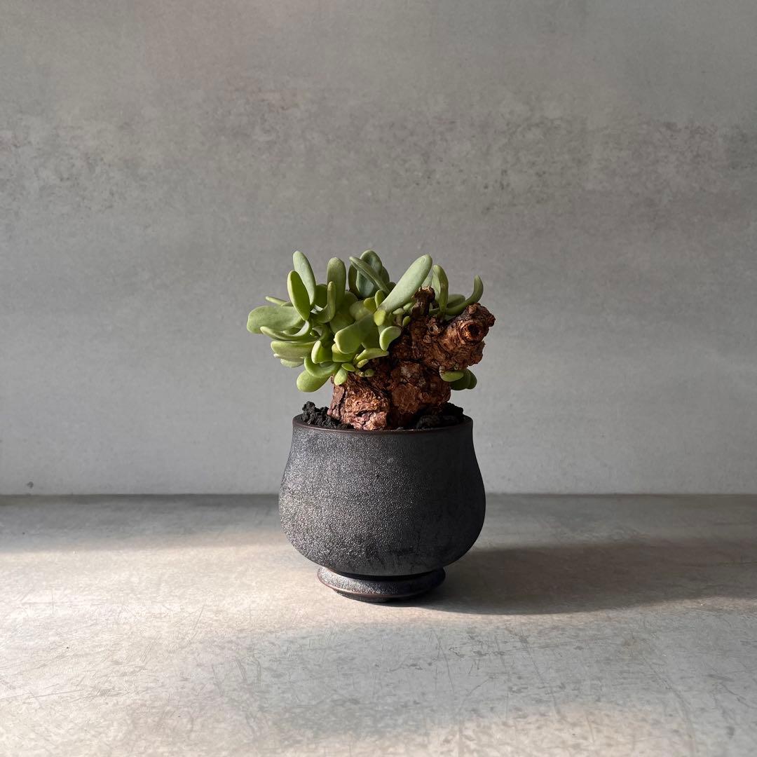 k*3様 ケラリアピグマエア　現地球　発根済み　塊根植物　陶器鉢セット