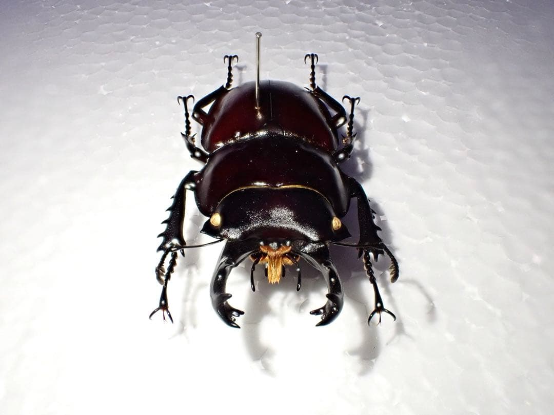 【標本】ヤエヤママルバネクワガタ　西表島産　61.3ミリ　飼育品