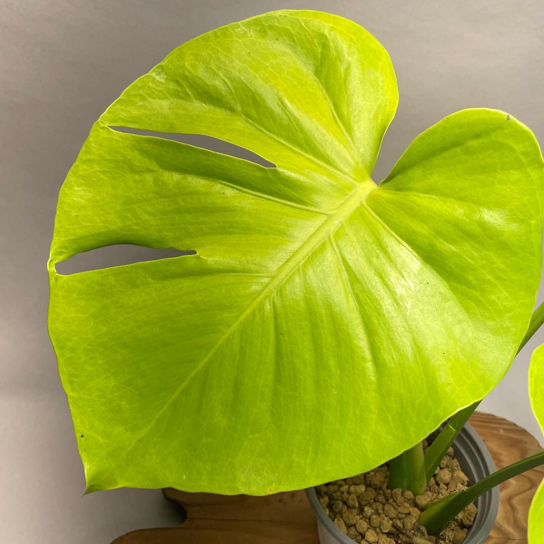 p*t様 L049モンステラ　黄金葉　ゴールドリーフ　フルムーンゴールド