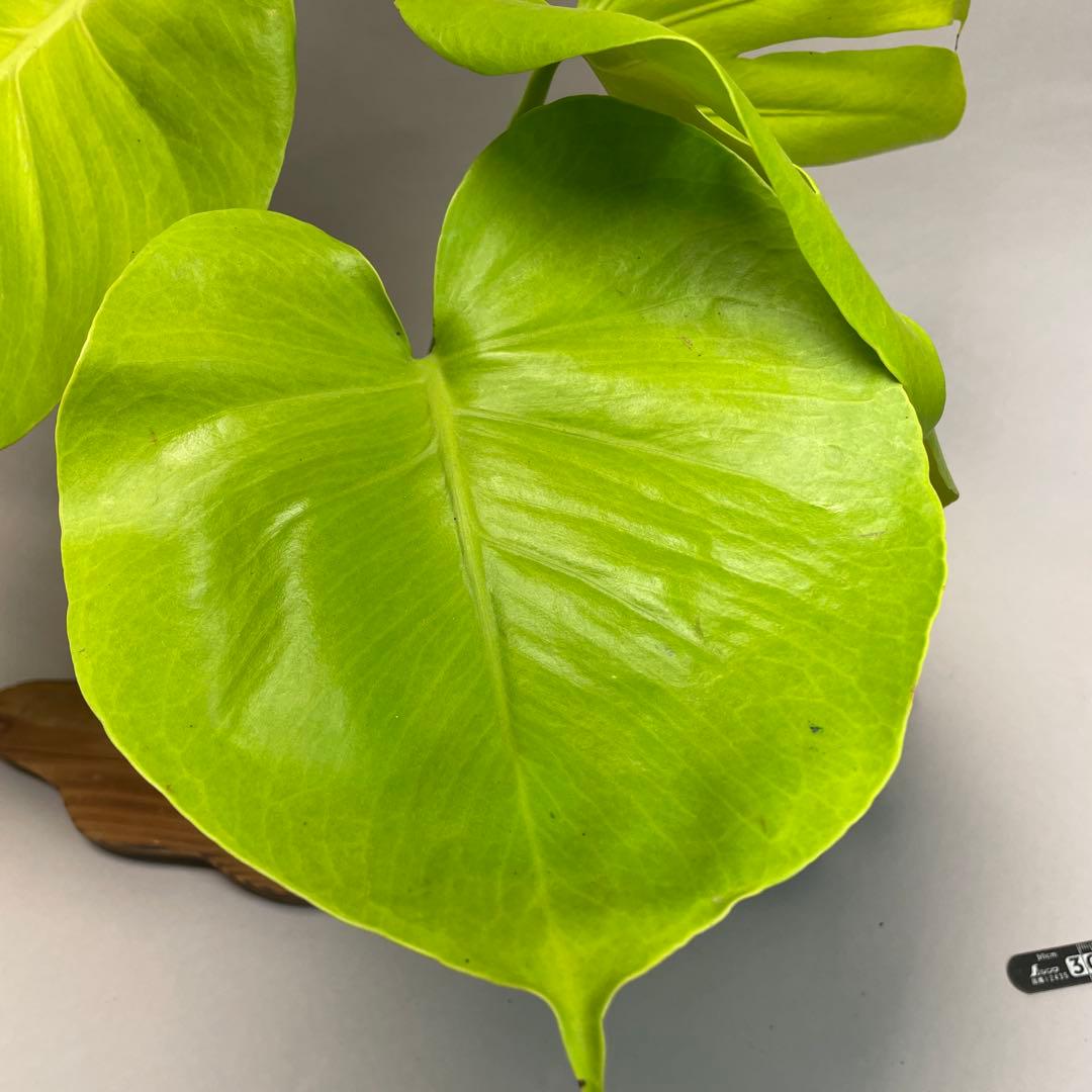 p*t様 L049モンステラ　黄金葉　ゴールドリーフ　フルムーンゴールド
