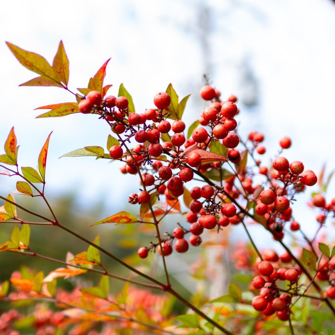 SONY Sonnar T* E 24mm F1.8 ZA（SEL24F18Z）