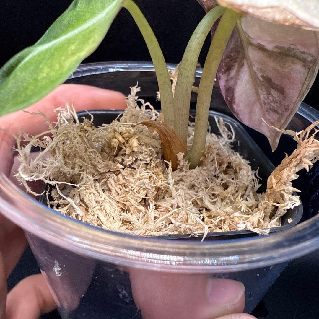 アロカシア ハートバルーン ピンク