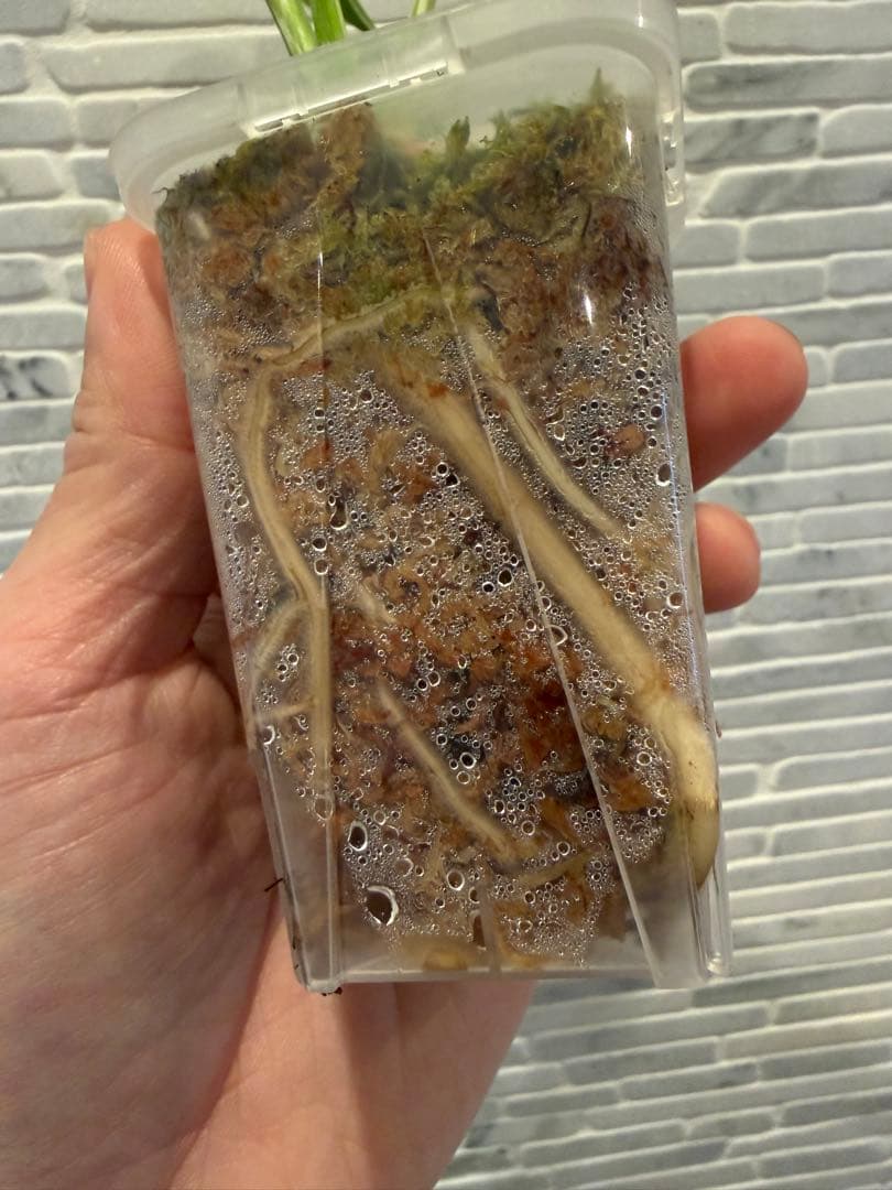 モンステラ レガシー　斑入り