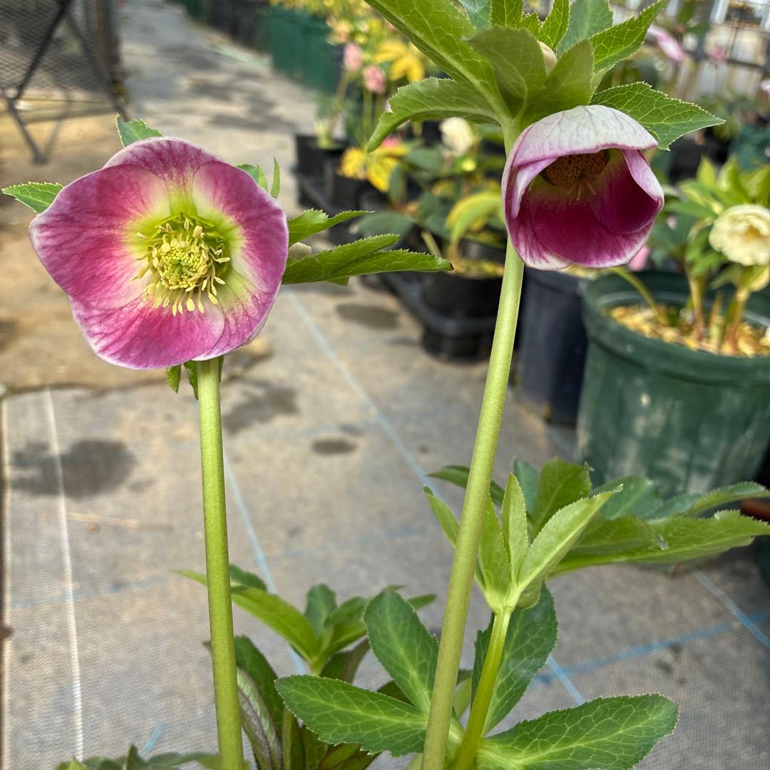 クリスマスローズ　7寸　パステリッシュ　親株