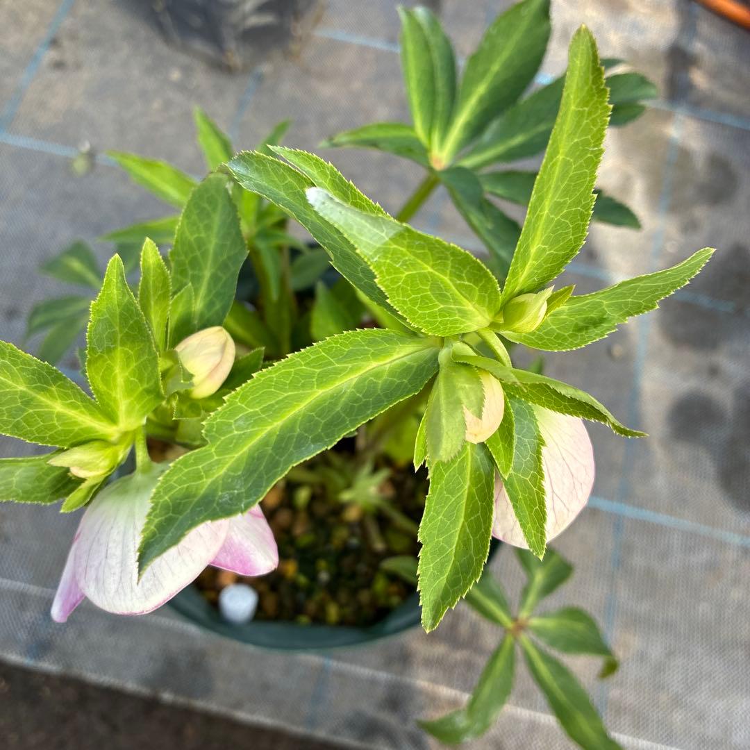 クリスマスローズ　7寸　パステリッシュ　親株