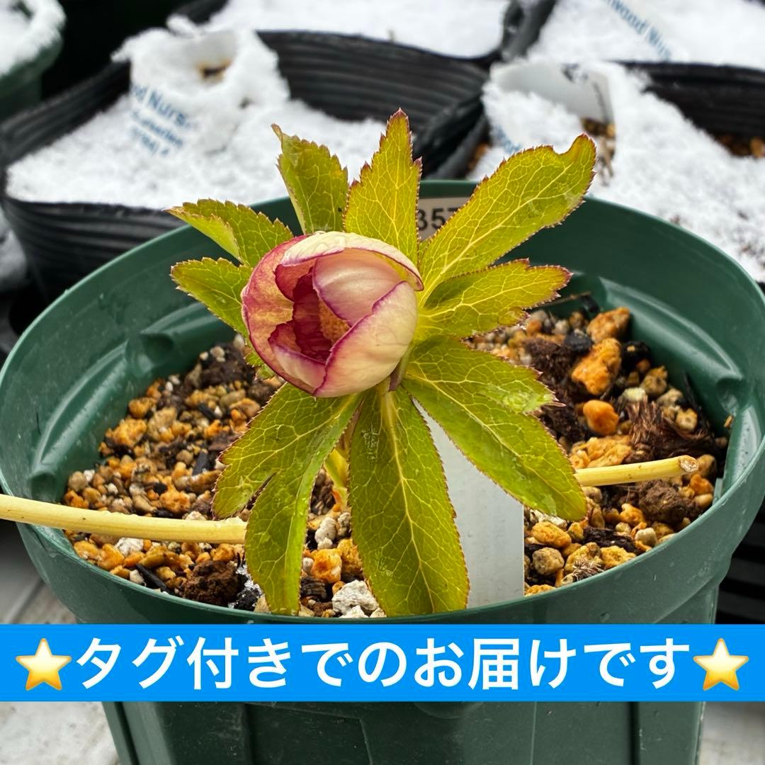 ぽ*た様 3574☘️蕾花タグ付き☘️超極上☘️超希少⭐️SD⭐️蜃気楼⭐️大木