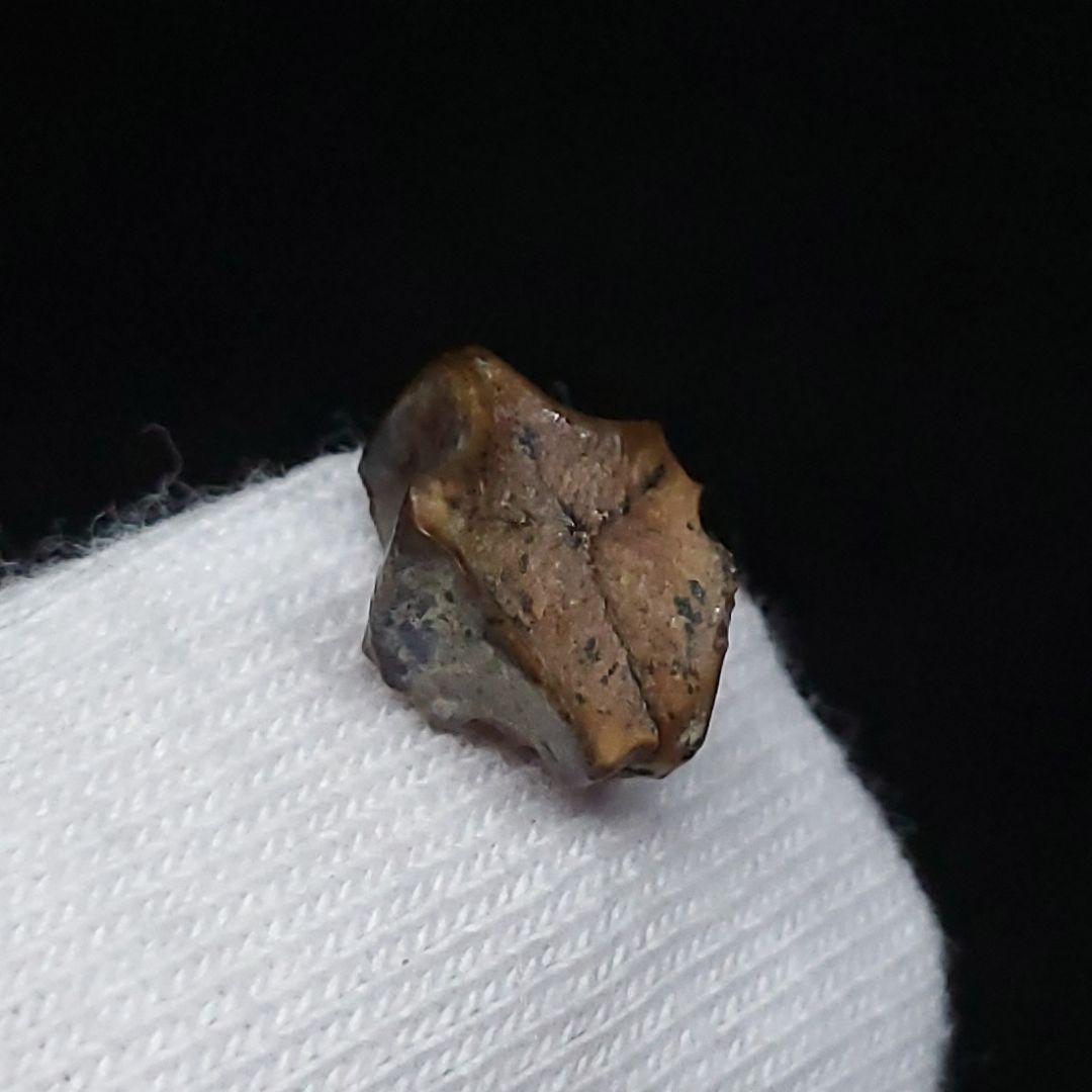 希少 ブラキロフォサウルス 化石 歯 恐竜 モンタナ州産 9.28mm fr84