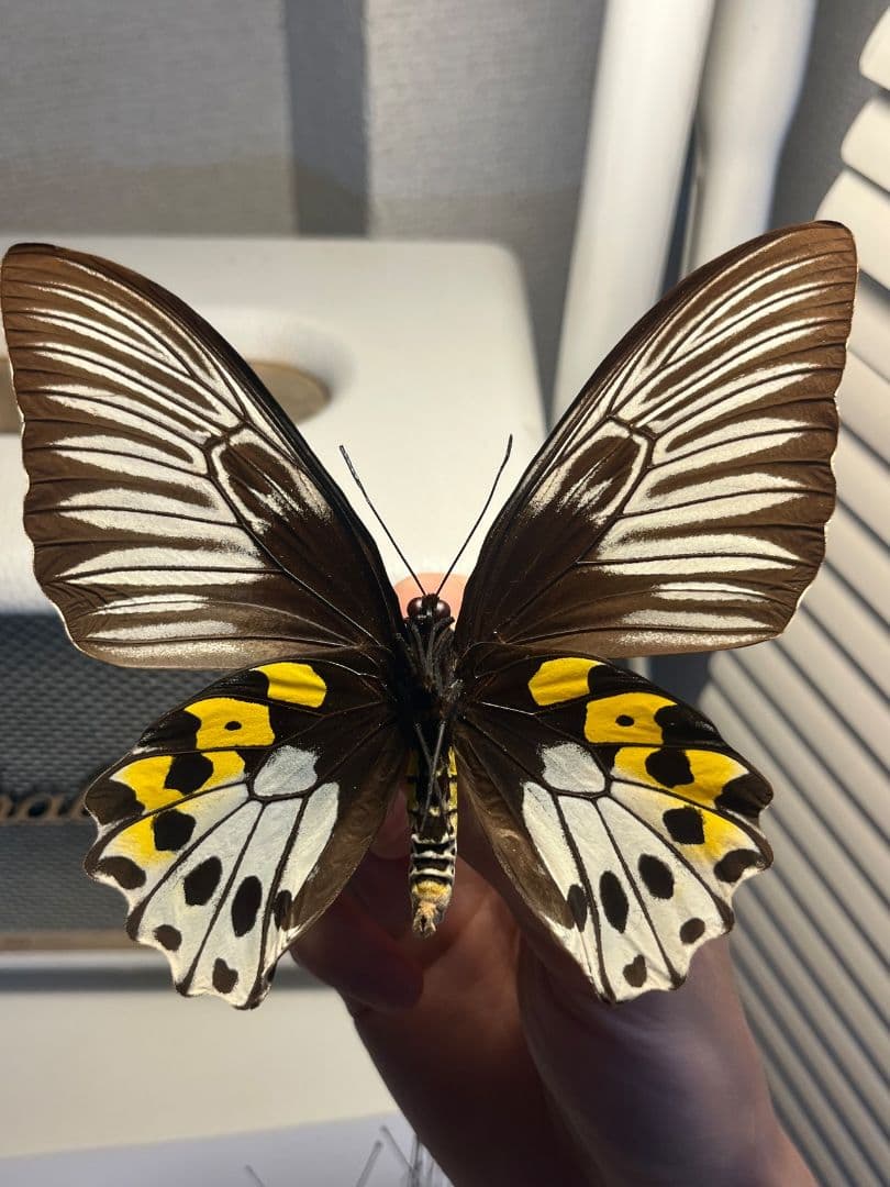 サビモンキシタアゲハ 蝶 外国産蝶標本 標本