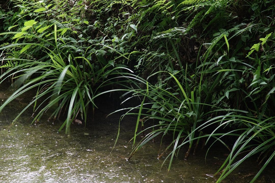 作例付き　Nikon AF 75-300mm F4.5-5.6 管mpr