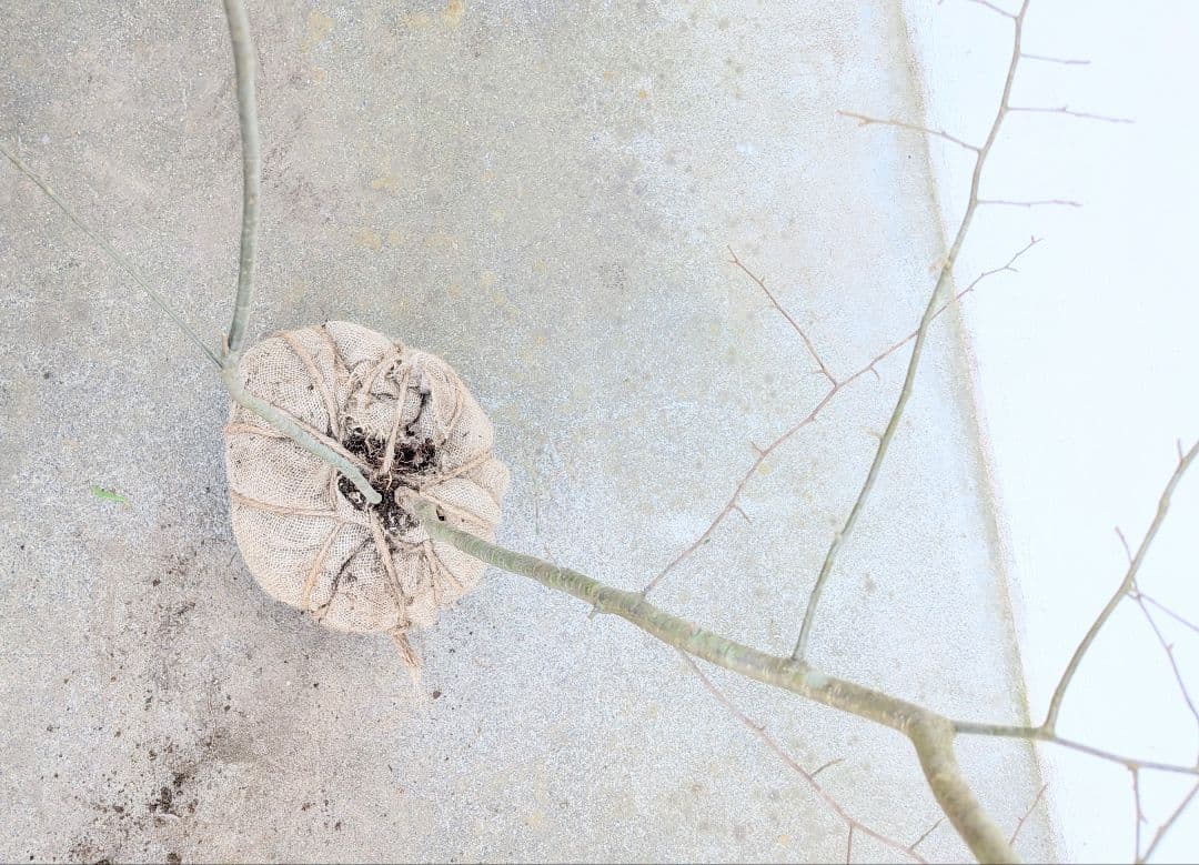 山採りアオハダ。