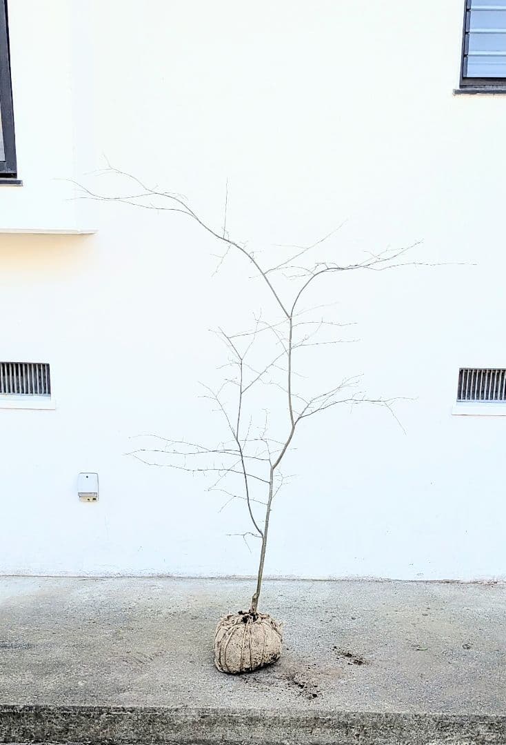 山採りアオハダ。