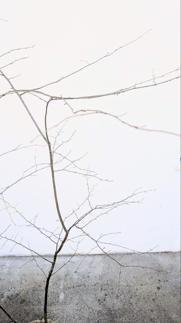 山採りアオハダ。