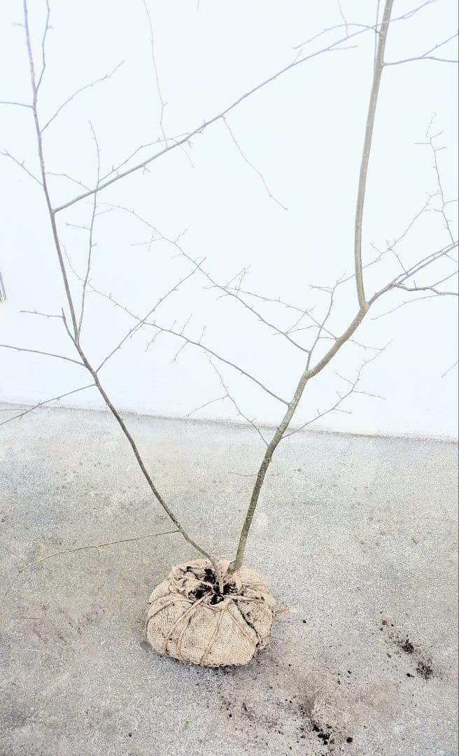 山採りアオハダ。