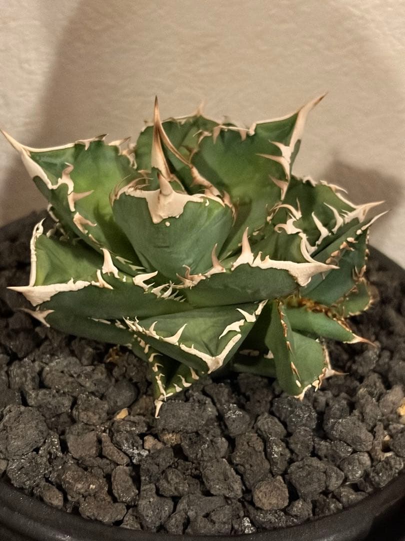 アガベ チタノタ CJ Special 子株