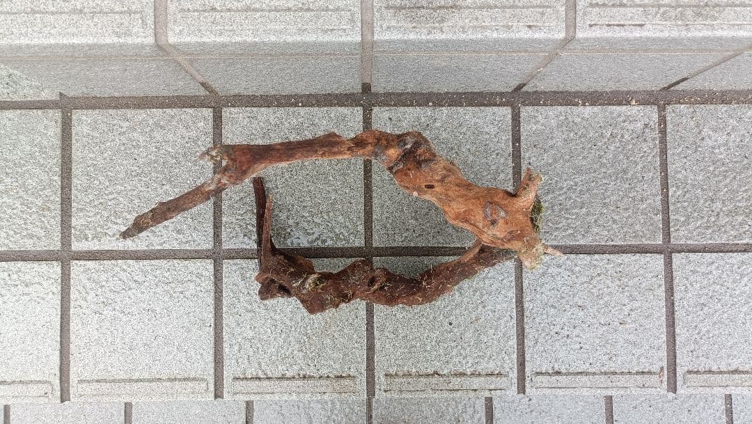 ミクロソリウム　本ナロー　流木2本