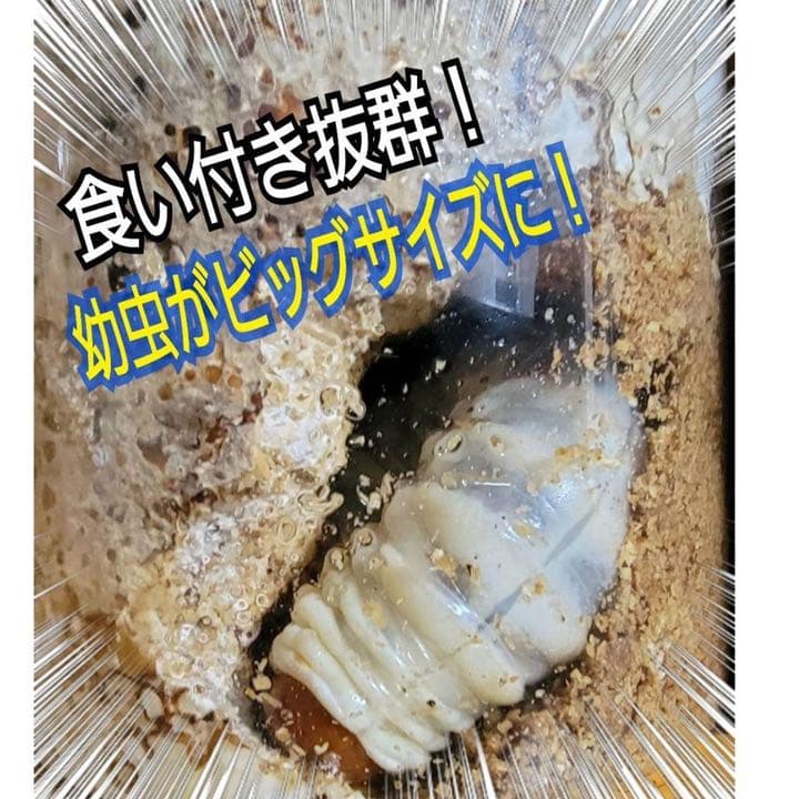 極上！ヒマラヤひらたけ菌糸ブロック【5個】初菌のみ使用！国産オオクワ85ミリ実績