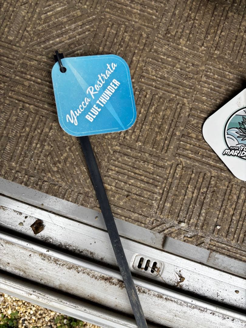 ユッカ ロストラータ　ブルーサンダー　ダブルヘッド