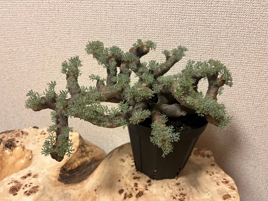 モンソニア ムルチフィダ　サルコカウロン ムルチフィズム 現地株　発根済