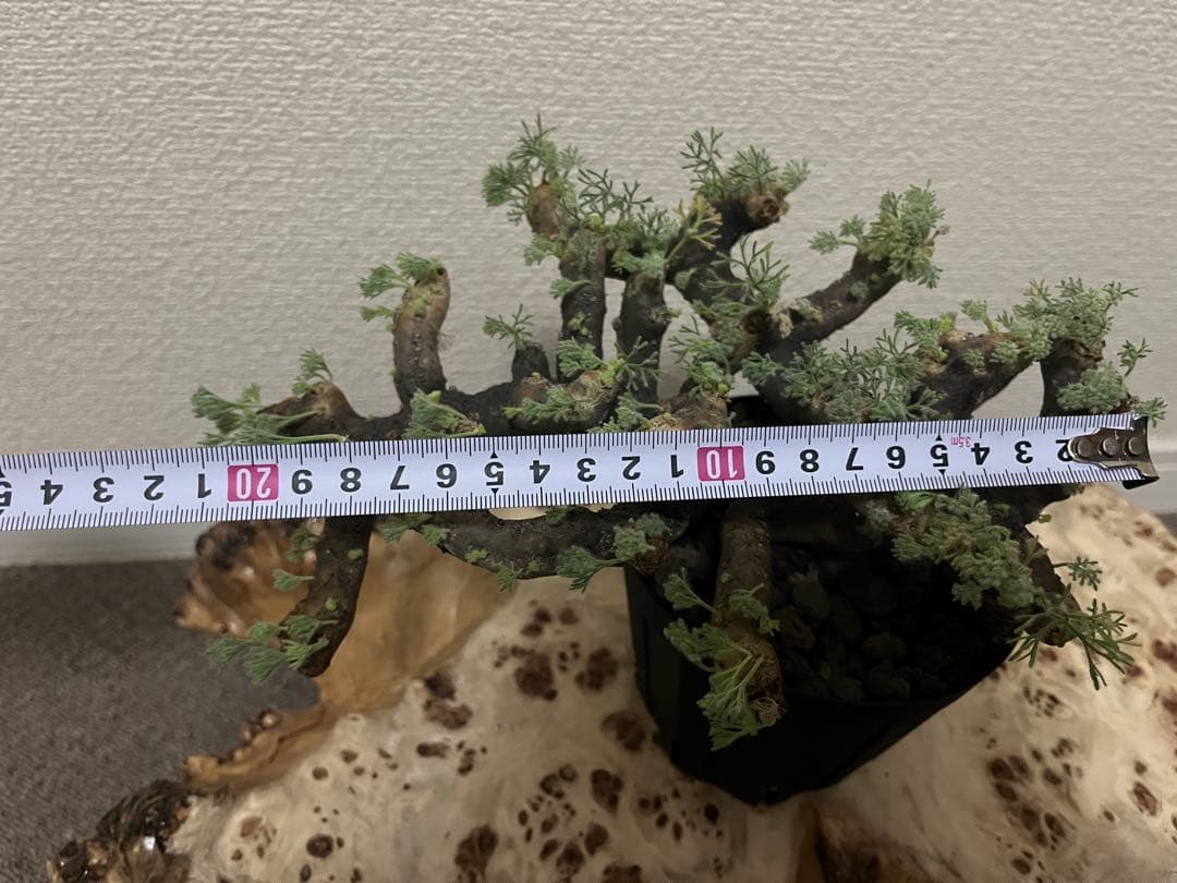 モンソニア ムルチフィダ　サルコカウロン ムルチフィズム 現地株　発根済