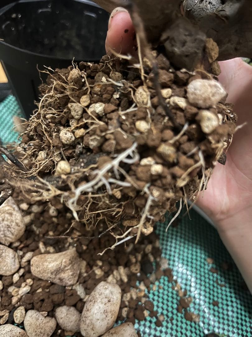 モンソニア ムルチフィダ　サルコカウロン ムルチフィズム 現地株　発根済