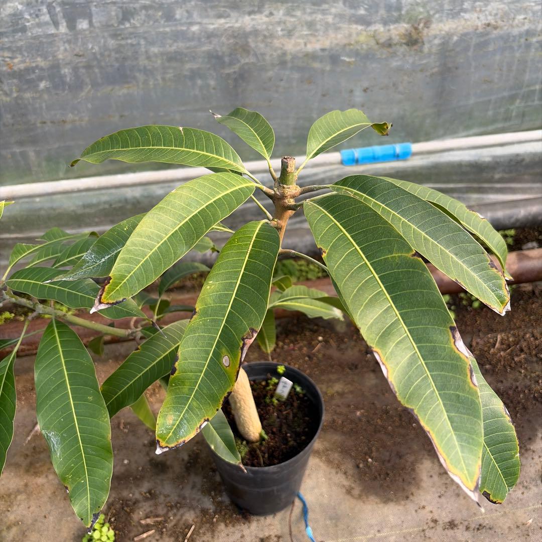 チョークアナン　マンゴー苗