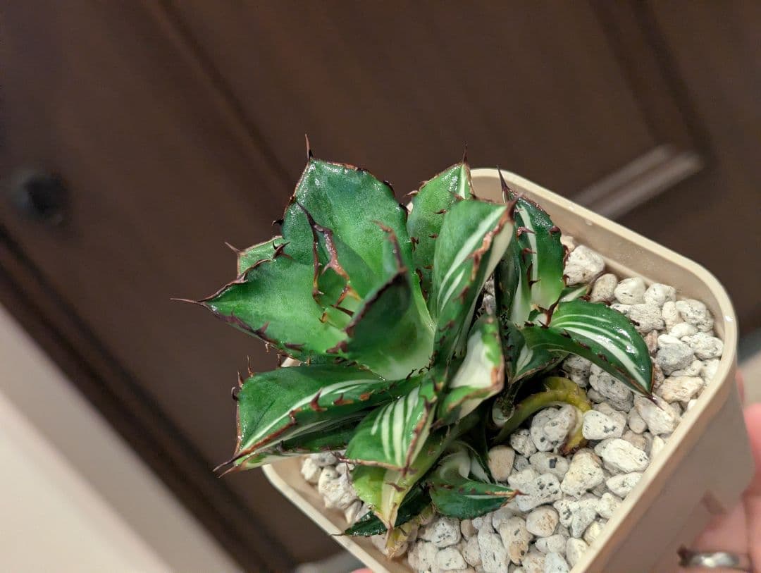 チタノタ 子株3株付き「太陽神錦 純白中斑」鉢ごと発送