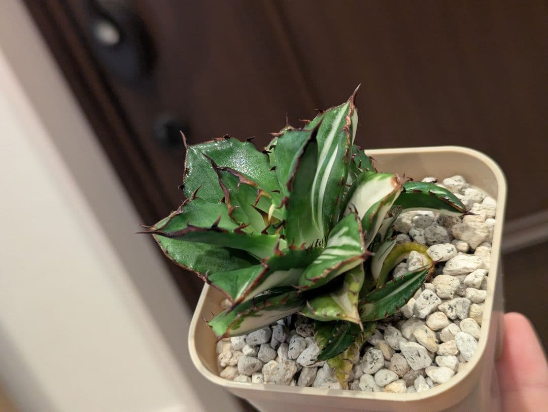 チタノタ 子株3株付き「太陽神錦 純白中斑」鉢ごと発送