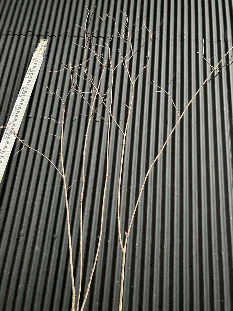 山採り　オトコヨウゾメ