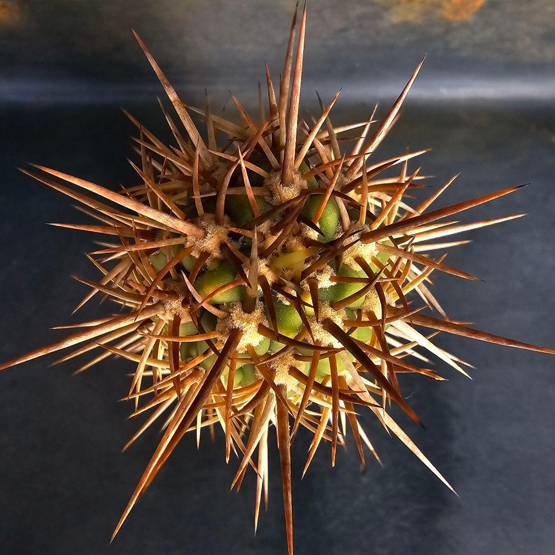 サボテン Trichocereus chilensis