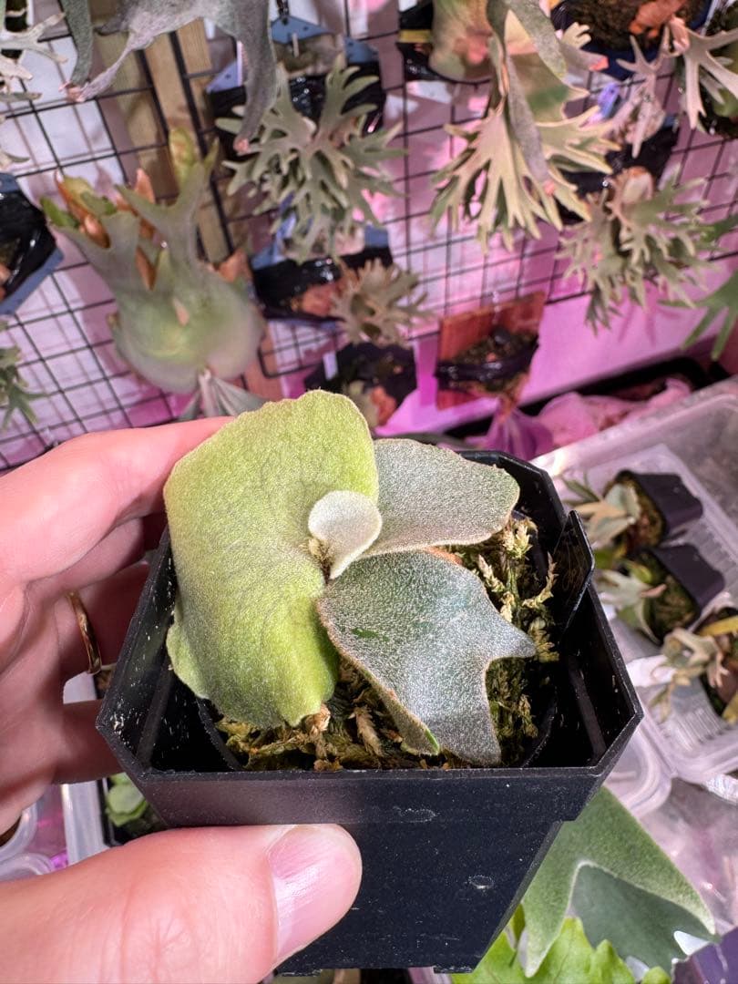 エルブス　ウィリンキー　ビカクシダ　子株