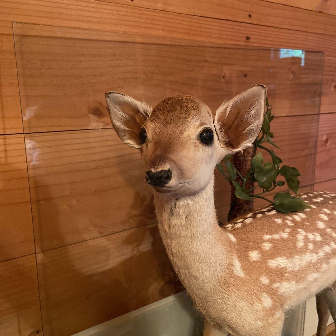 バンビの剥製　小鹿　本物　美品