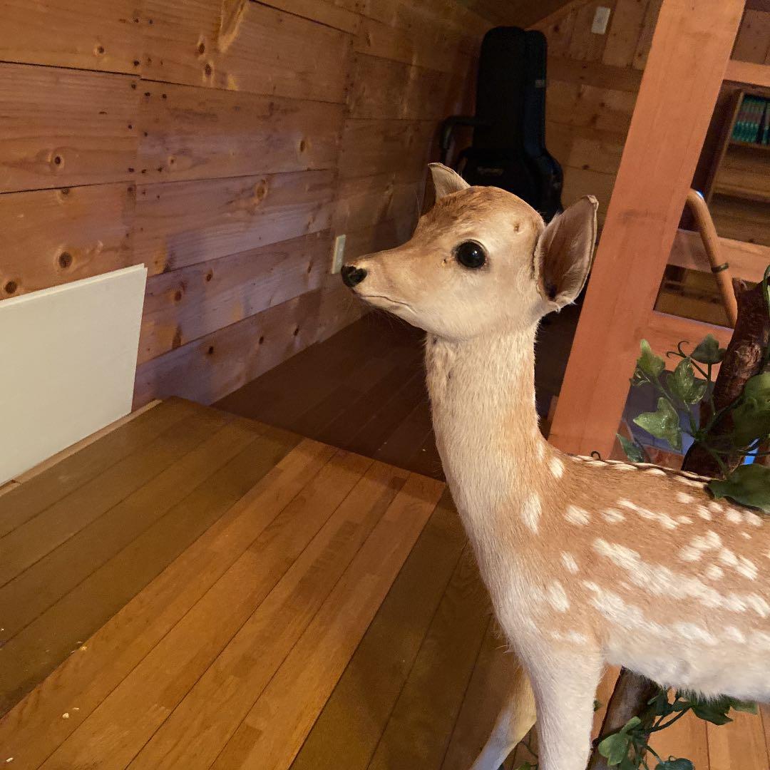 バンビの剥製　小鹿　本物　美品