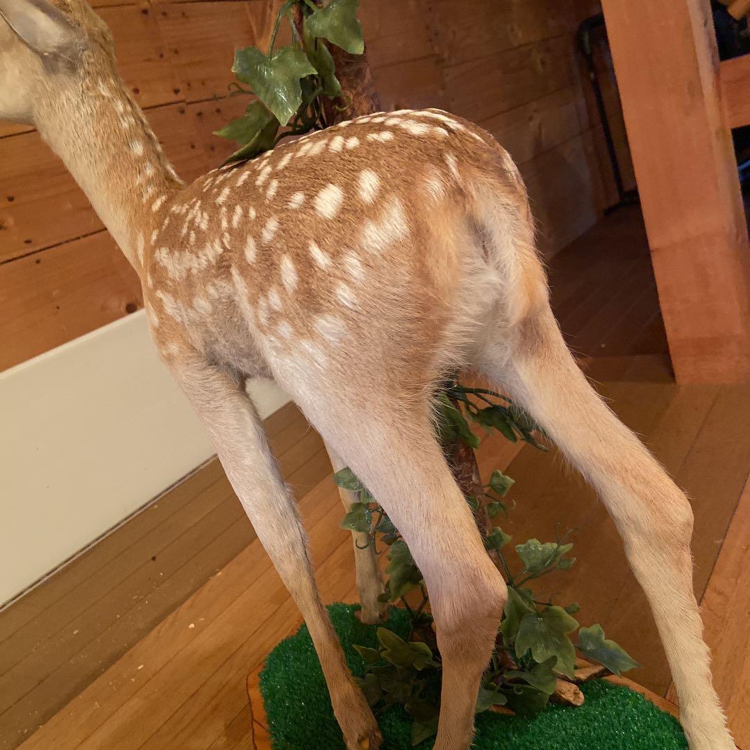 バンビの剥製　小鹿　本物　美品