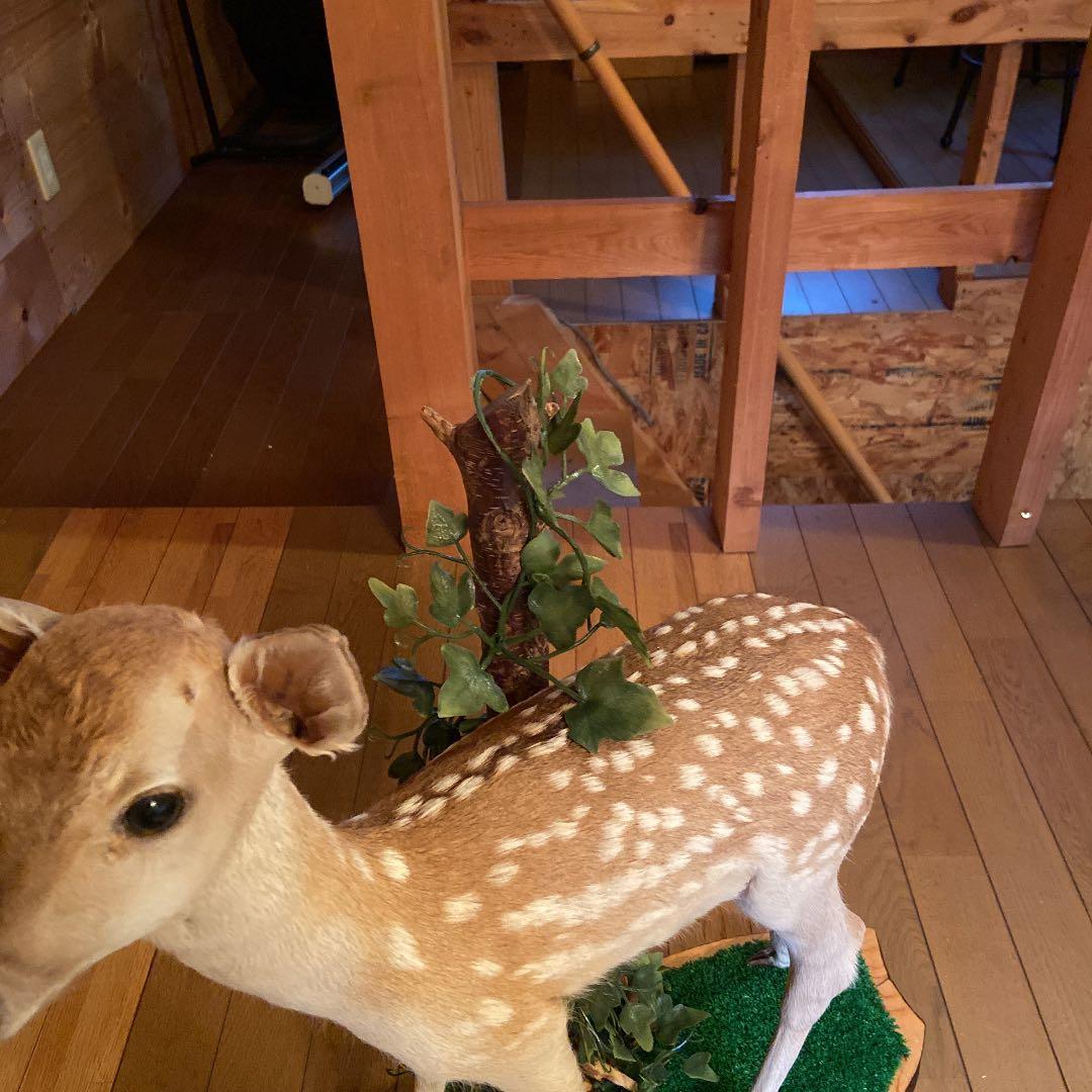 バンビの剥製　小鹿　本物　美品